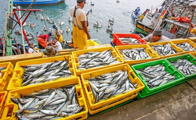 pescado alto